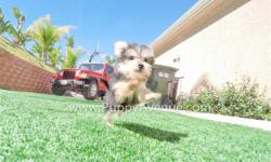 This is ?Tiny-Claudia?, our sweet-tempered female Morkie Designer puppy for sale in San Diego. She is current on her vaccines and comes with a One Year Congenital Health Guarantee. Claudia will be 3.5 lbs Full Grown, and she is currently 10 weeks old.