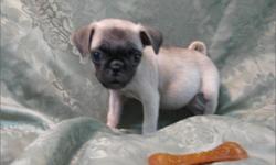 1 Tiny Female Pug born on 9-26-10. UTD on all shots and comes with a health warranty.
CHECKS AND CREIDT CARDS ACCEPTED!
For More Info
Call: 414-418-6073
**Will be available for viewing on 12-15-10**