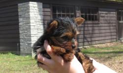 Meet Anna a tiny female yorkie puppy! Tracking to be under 4 pounds full grown. AKC Registered.
Date of birth 3/13/15. She will be ready to go to her new home Mid May.
Call me at 260-450-3794 or Email me at yorkie_tcups@yahoo.com