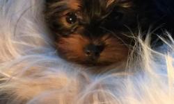 Adorable male Yorkie puppy
* AKC Registered
* 12 weeks old and ready to go home!
* Current on Shots and Deworming
* Vet Checked and Cleared
* Clean Bill of Health
* 5-7 lbs Full Grown
* Microchip (optional)
* Starter Bag of Premium Puppy Food
text at