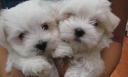 Nice 14 weeks old teacup Maltese puppies with excellent temperament, good pedigree and AKC registration. They
have been weaned, groomed and are currently health checked monthly. They will be coming with a year health
guarantee, play toys , and some other