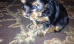 these are very small yorkies 700 females , 500 for male, chapion blood&nbsp;