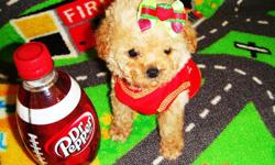 The Maltipoo is an intelligent, loving dog. The estimated adult size for these puppies is seven inches and under in height and under four pounds in weight full grown. Their small size makes them great companions. They have all age appropriate shots and