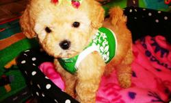 Maltipoo's, fluffy tiny puppies. Very sweet, great personality, stunning happy puppies. Love to cuddle and play with great personalities. Have good temperament and great disposition. Current in their vaccinations & dewormings, plus health guarantee. These