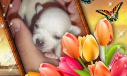 &nbsp;
Beautiful Apple Head Chihuahua very tiny Micro Male long line of Micro's
&nbsp;
Peanut 10 oz 10 weeks old est wt 2 lbs as an adult
$1000.00
Loving Gentle Wonderful disposition and Temperament
Raised in a Cage / Kennel Free Home
Erect Tiny Ears