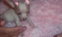 Beautiful Apple Head Chihuahua very tiny Micro Female&nbsp;
10 &nbsp;weeks old
Binky 18 oz (Red/White)
$1000.00
Eating Nutro Natural Choice Small Breed Puppy Food
Loving Gentle Wonderful disposition and Temperament
Raised in a Cage / Kennel Free Home