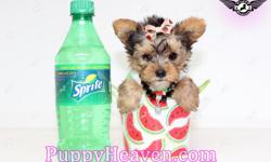 We have the smallest, cutest, best looking, top quality puppies in the world. Home raised, well socialized, potty trained, healthy, puppies that will make any family happy. We also specialize in the hard to find tiny micro teacup sized luxury Yorkie,