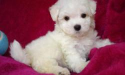 I have a beautiful trash of AKC Registered extremely little Teacup sized Teddy Bear faced Maltese new puppies they are simply darling! They are extremely cuddly and quite sweet !!! Males and girls available!
Presently 9 weeks ready and old for their new