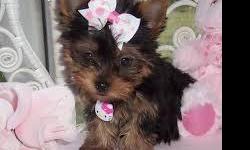 They are Yorkie puppies, they are 10'weeks old' tall and weights 3.5 lbs. they are very smart and well behaved, and takes to strangers very well I am not asking for any money for them -- I only ask that they goes to a wonderful, loving home and will be