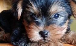 Tiny Teacup Yorkies Puppies Potty Trained and socialized, tails docked and will come with Registration Papers, Puppy Vaccinations, Health Records, a small bag of dog food, vitamins and Health Guarantee Up to date on all shots & rabies.Please Text us (240)