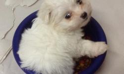 Our adorable 4-6 pound Tiny Toy pure-bred Maltese CKC pups come with their shots, are wormed and checked out and guaranteed to be in excellent health by the Vet. They are home born and raised, are cuddled by my children from day 1 and love to be around