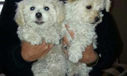 TINY TOY MALTIPOO PUPPIES. THEY ARE APPROXIMATED 6-7 POUNDS GROWNUP. GREAT FOR HOUSEHOLDS, A MARRIED COUPLE, OR A SINGLE INDIVIDUAL. FILLED WITH INDIVIDUALITY. THEY DO NOT SHED AND ARE HYPO ALLERGENIC DOGS. THE PUPPIES ARE HEALTHY AND ARE CURRENTLY ON