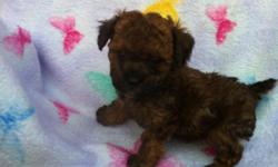 I have five adorable Tiny Toy Poodle Puppies for sale. One female and four males. They come with full AKC registration, current shots/wormings, and a one year genetic health gaurantee. They should be very small. Their dam is a 5.5 lb black/white parti.