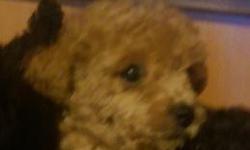 This apricot red poodle pup is AKC registered.&nbsp;He is ready to be your friend and companion for life. He will be approximately&nbsp; 5 pounds when full grown - able to be an easy travelling companion or a night-time snuggler.&nbsp;&nbsp;He is bred for