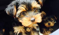 ave 2 male yorkie puppies ready to go to their new homes, they are 8 weeks old already potty pad trained and have been really well socialized as they have been around children a lot. They are fully weaned and eating solid food. They have been dewormed and