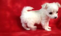 Tiny XX Teacup Tcup Maltese & Chihuahua Puppies Males & Females
500.00 Each
Will come with shots & dewormings
Contact 940-594-9500
Local pickup Ada oklahoma