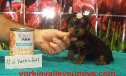 #2 Girl Yorkie And #1 Boy Yorkie Are For Sale, They Were 6 Weeks Old Sunday, Born 6-29-14 And Will Be 8 weeks Old 8-24-14. Their Mother Miz Kitty Is 6 Lbs and Dad Sherlock Is 3 1/2 Lbs So They Should Stay Small,You Can See Pictures Of The Parents On Our