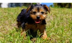 Tiny yorkie puppies for sale
Mom weighs 6lbs and Dad weighs a mere 4lbs. These puppies will be 4-6lbs estimated as adults.please contact for details via text (404) 448-2645 thanks.