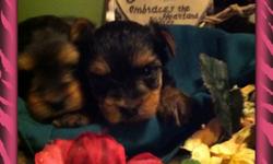 &nbsp;***CUTE LITTLE YORKIES ***I have two tiny yorkie puppys for sale born on 1-26-14&nbsp;they are ckc reg. mom and dad on sight will weigh about 3 to 3.5&nbsp;pounds fully grown tails docked dew claws removed&nbsp; they come from good clean inviroment