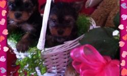 I have two little yorkie puppys for sale born on&nbsp; 1-26-14 they are ckc reg. mom and dad on sight will weigh 3 to 4 pounds fully grown tails docked&nbsp; and declaws removed come with 1st shots deworming up to date&nbsp; and health garantee as well