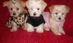 GORGOUS YORKIE/POODLE PUPS, SHOTS, WORMINGS. SILKY COATS, POTTY TRAINED ON PADS AND CRATE TRAINED, GREAT LAP BABIES, GREAT TEMPERMENT, SOCIALIZED DAILY WITH FAMILY AND KIDS, READY FOR NEW HOMES NOW, PUPPY COMES GROOMED, WITH OWN HANDBAG, TOY, T SHIRT,