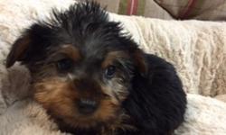 Small Yorkshire terrier puppy available. You are welcome to come see him. Dad is really tiny teacup size Yorkshire Terrier with full AKC registration and mum is medium size. He will be very small as the last puppies we had from the same parents were