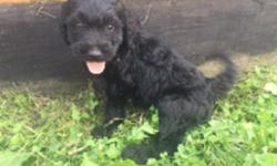 HI THERE! I'm Toby, the cutest &nbsp;F1b&nbsp;male Labradoodle! &nbsp;I was born on June 10, 2016. I have always wanted a family that will love me, play with me and take care of me forever!&nbsp;&nbsp;I'll come home with shots and wormed to