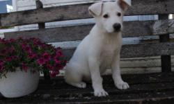 Hey, I'm Toby, the charming white male AKC German Shepherd! I was born on May 21, 2016. &nbsp;I love to play, run and nap under a great big shade tree.. Do you? They're asking $950 for me! I'll come with shots and worming to date! If you think I would be
