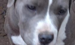 Great Blood-Line, Champion Blue - Pitbull, 1 set of shots, and papers...
