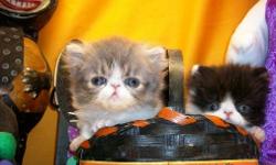 Purebred Persian Kittens for sale to loving pet homes.&nbsp; Please contact Vicky to place your new family member on hold, kittens will be ready after they turn 9 weeks of age, get their second set of shots, and get their Vet Check Up.&nbsp; Prices range