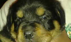 I have atleast four to five litters a year of German Rottweiler Puppies... I also take deposits of $150.00 to hold a puppy for you...Deposits are required because puppies are sold very quickly...You can also view my website www.jwrottweilers.com or call