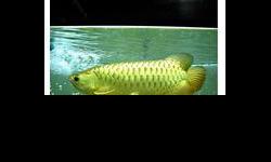 Top quality Grade AAA Asian Arowana fishes from genuine breeders available on sale now,all our fishes are very healthy and will be delivered alongside CITES and all required documents.We can ship to all locations of the US,EU ,Canada and anywhere in the