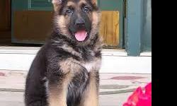 Top quality Male and Female German Shepard puppies (100% Purebred). Nice and Healthy! Vet checked, current on shots/wormings.
&nbsp;
CONTACT&nbsp;&nbsp; (313) 723-5160&nbsp;&nbsp;&nbsp;&nbsp; FOR MORE INFO AND PICS
&nbsp;