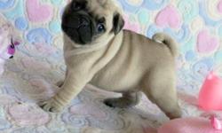 TOP QUALITY PUG PUPPIES FOR PETS LOVERS
&nbsp;AVAILABLE AND READY FOR NEW HOMES