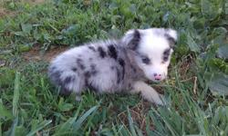 TOY AUSTRALIAN SHEPHERD PUPPIES
AVAILABLE PUPPIES
Blue merle females (3) $650
Blue merle males (1) $600
Blue merle male ($600) and female ($650) mini from different litter.
They have had two puppy vaccines, dewormed several times, and had a prevented for