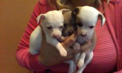 beautiful toy chihuahua puppies male & female mom is 5lbs dad is 2lbs asking price 250.00 neg. parents on premises SERIOUS INQUIRIES ONLY plz. 619 674-5601 contact for more info.