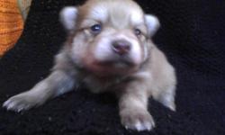 pom pups born 1/19/14. apri reg. will have 1st shots and wormed on pickup. health contract.&nbsp;1 boy,&nbsp; will be 6 to 8 lbs grown.&nbsp;tex for more info.&nbsp;