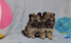 POMERAINAN PUPPIES:&nbsp; one female and male available
- 8wks. old, had first vaccine, dewormed
(estimated to weigh around 5-6lb.&nbsp;as adults)
*CKC REGISTERED*
CALL: 540-649-3193