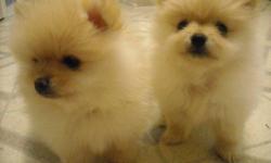 Available now: 2 toy females. Creamy with red highlights. Vet checked and healthy.
Parents on site....lovely little ladies. Call 688-3723