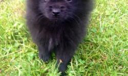 I have two Pomeranian puppies needing there permit homes. All males. They are CKC registered, with shot records and health guarantees. Are 7 weeks old. They are up to date on they shots and been wormed. They won't get over 5 pounds. Text or call