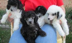 Mother's day special!&nbsp; make her day special.&nbsp; I have 4 adorable parti/poodle male puppies ready for their forever homes.&nbsp; They have first shot, CKC reg. paper, wormed, health checks, and we have started potty pad trainning here but we have