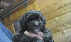 I have a new litter of TOY POODLE puppies that are ready for their new homes.&nbsp; They have had their first set of shots, regular worming&nbsp;&nbsp;CKC Registration.&nbsp; The puppies are 8 weeks old, happy and healthy, and