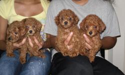 TOY POODLE PUPS RED IN COLOR JUST TURNED 8 WEEKS AND 9 WEEKS READY TO GO FIRST SHOTS TAILS AND DEW CLAWS DONE FEMALES ARE $650.00 WITH AKC MALES ARE $550.00 WITH AKC PLEASE CALL ()- I HAVE BOTH MOM AND DAD ON SITE FOR VIEWING MORE PICS AT LOVEPOODLES.ORG