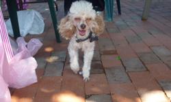 male toy poodle proven stud,