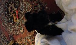 AKC 10wk old, male toy black Schnauzer, 1st 2 shots & wormed, potty trained.