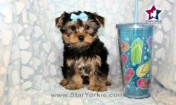 Congratulations ? you have found the best place in the country to get your new teacup or toy puppy.
&nbsp;
The Star Yorkie Kennel brings you the best selection of teacup & toy puppies and assures you will be happy with your new baby.
&nbsp;
Good families
