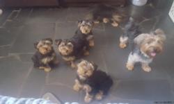 2 months ready for a new home 8183360133 I have 3 females and 1 male left shots up to declawed and docked tails purebred yorkies