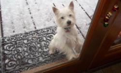 Bailey is our westie who&nbsp;we have had for years. She is very sweet, doesnt bite, loves kids, is potty trained, and kennel trained. We love her very much, but I am going off to college and can no longer keep her. We want her to go to a family who will