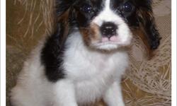 1 Female Tri-Color Cavalier King Charles Spaniel born on 10-3-10. UTD on all shots and comes with a health warranty.
CHECKS AND CREDIT CARDS ACCEPTED!
For More Info
Call: 414-418-6073