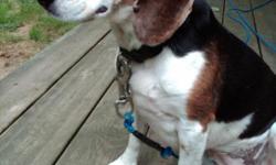 Female tri-colored beagle about six years of age.Goes by the name of Funia(Foon-ya).She is a very friendly dog,needs a good home.She is spayed with all vaccines up to date.